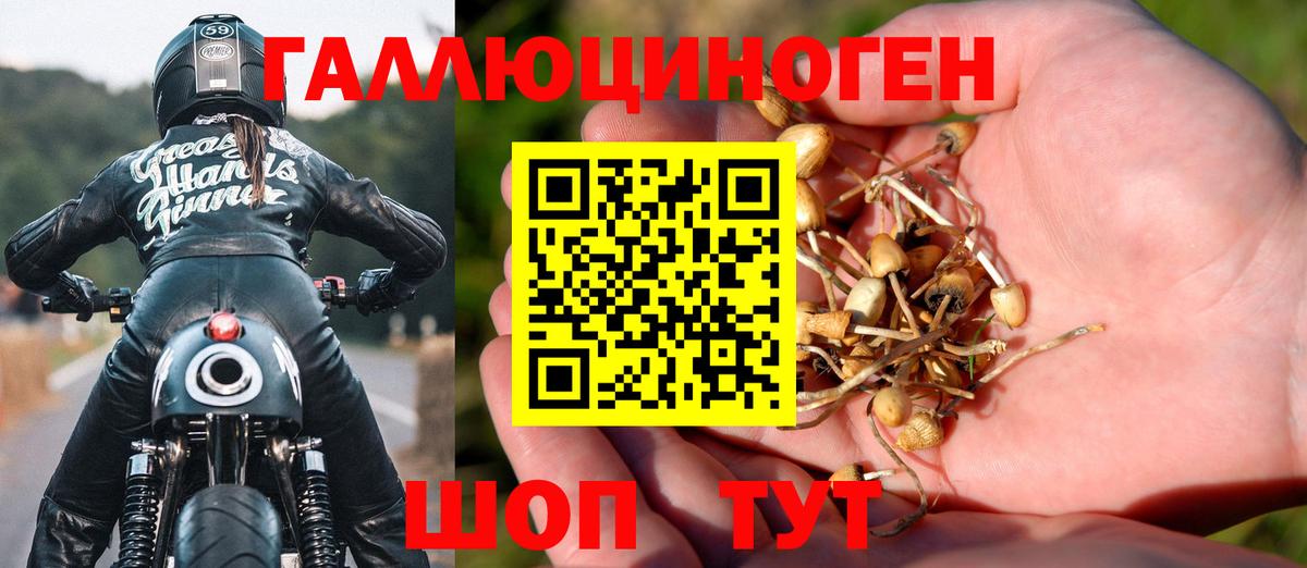 Псилоцибиновые грибы Psilocybine cubensis Черкесск